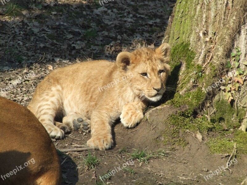 Cub Baby Zoo Mammal Nature