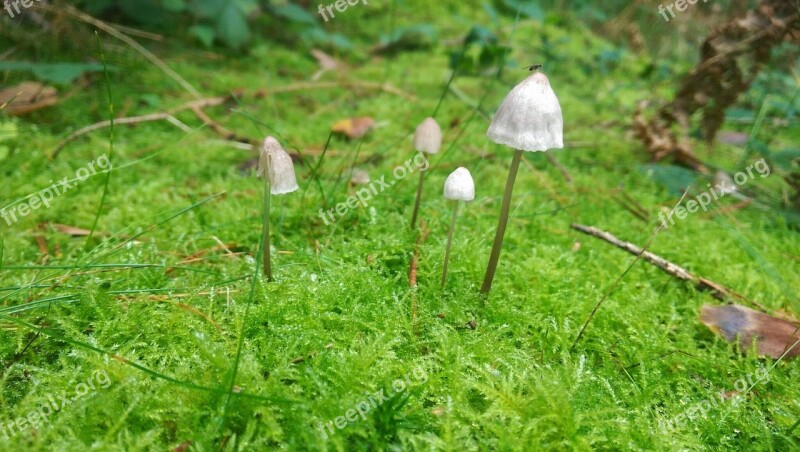 Mushrooms Moss Forest Nature Fungus