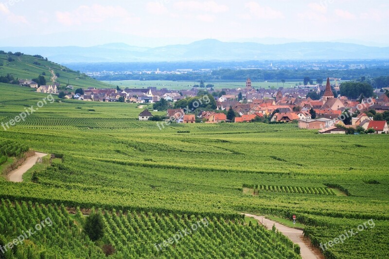 Vineyard France Agriculture Vine Scenic