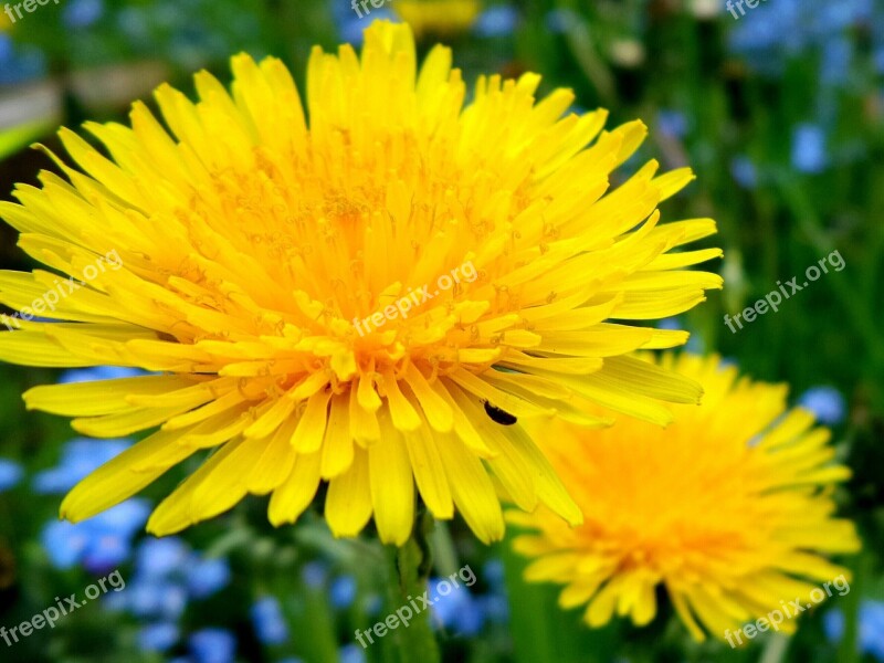 Dandelion Flower Summer Yellow Plant