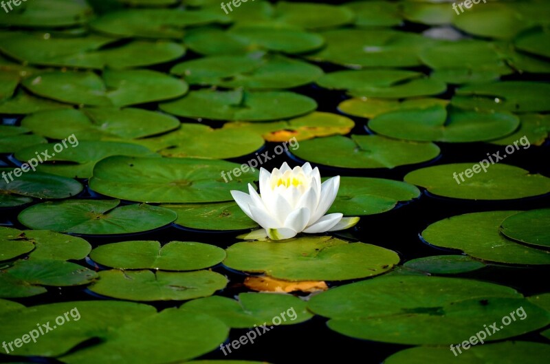 Water Lily Flowers Aquatic Plant White Water Lily Pond