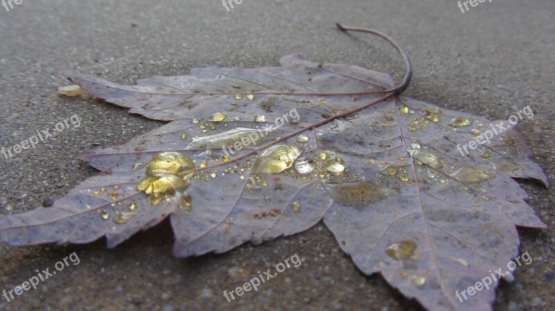 Macro Water Yellow Fall Season