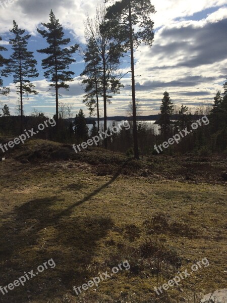 Forest Tree Views Lake View