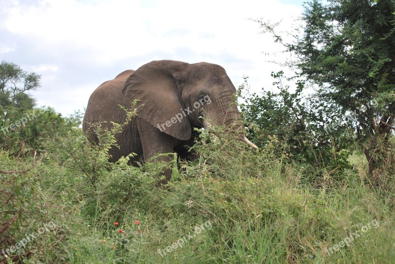 Elephant Africa South Africa Safari Kruger Park