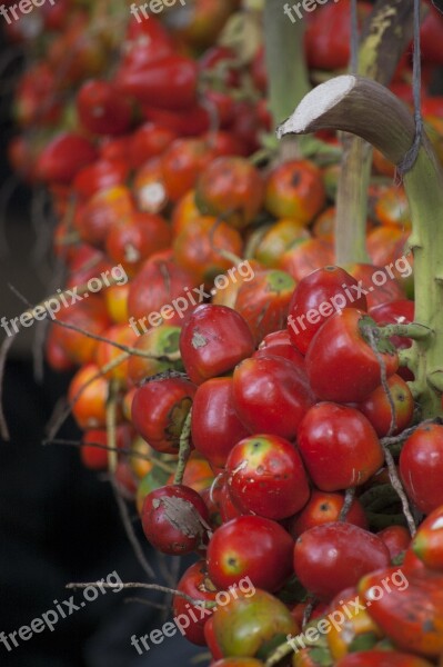 Pejibaye Red Fruit Tropical Fruit Food