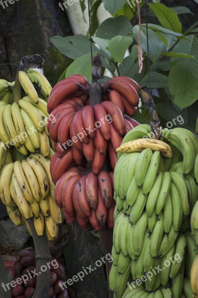 Banana Costa Rica Tropical Fruit Green