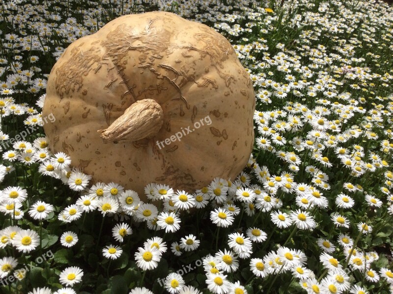 Pumpkin Daisy Spring Meadow Free Photos