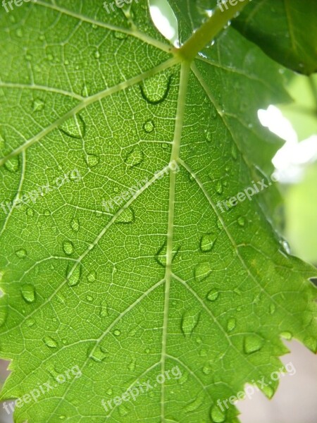 Grape Leaf Dew Droplet Water