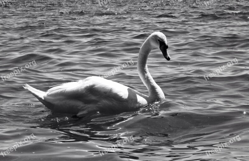 Swans Waterfowl Geese Cygnus Long Neck