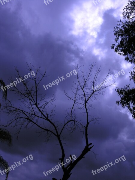 Tree Sky Clouds Nature Season