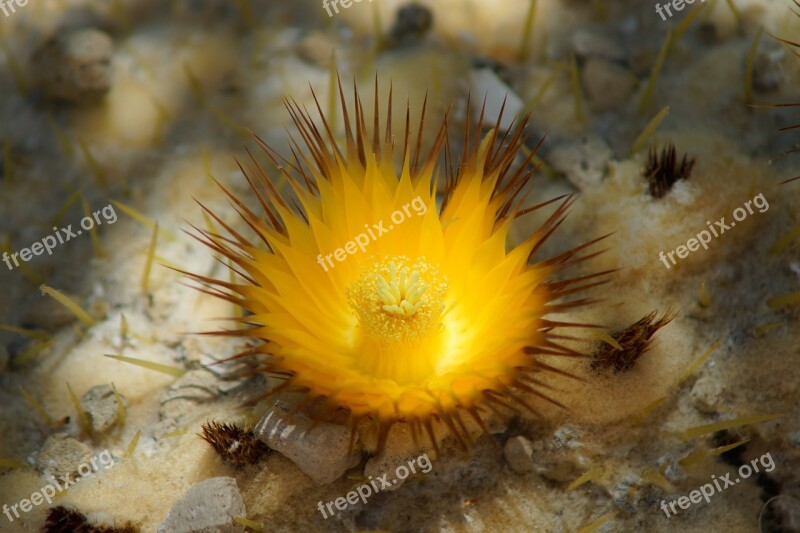 Cactus Blossom Yellow Star Cactus Free Photos