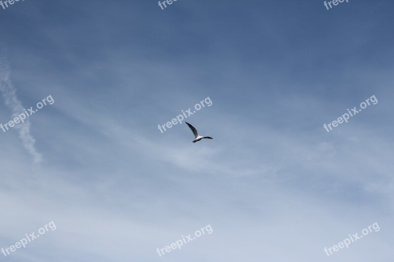 Seagull Bird Flying Animal Wildlife