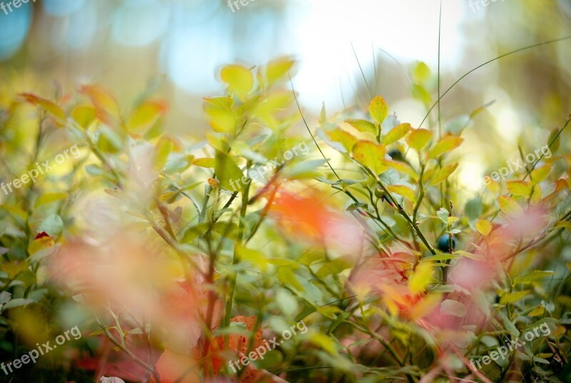 Macro Blueberry Grass Forest Nature