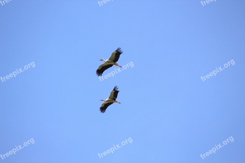 Birds Storks Flying Animals Free Photos