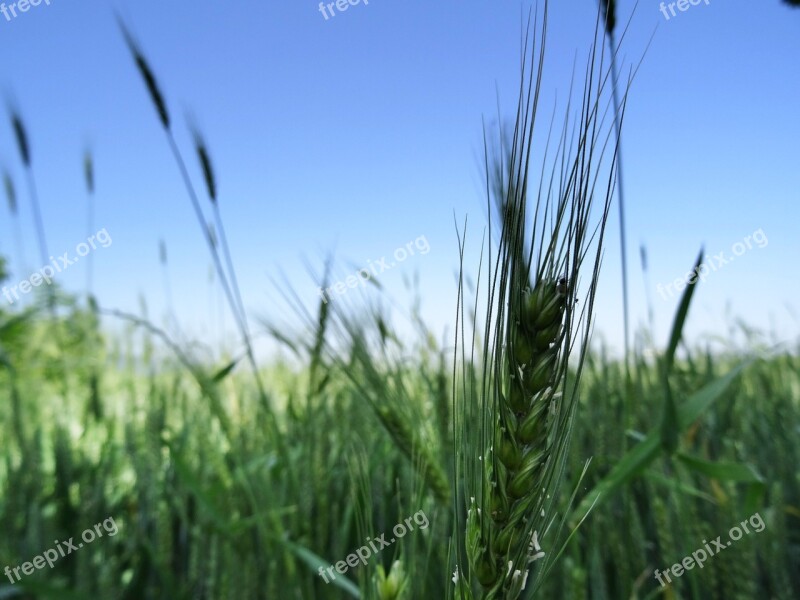 Wheat Beautiful Green Free Photos