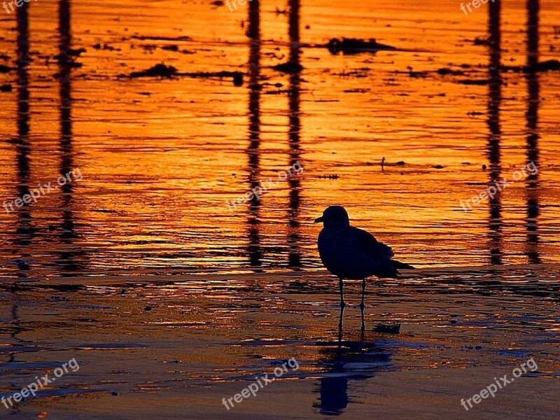 Sunset Beach Ocean Silhouettes Bird