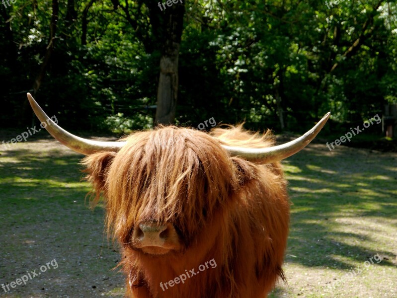 Scottish Hochlandrind Scottish Beef Horns Livestock