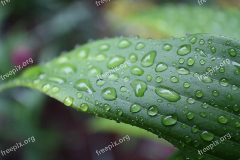 Grass Leaf Nature Green Spring