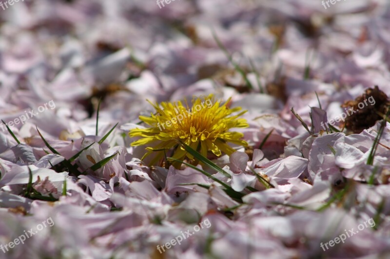 Peddles Spring Plant Nature Leaves