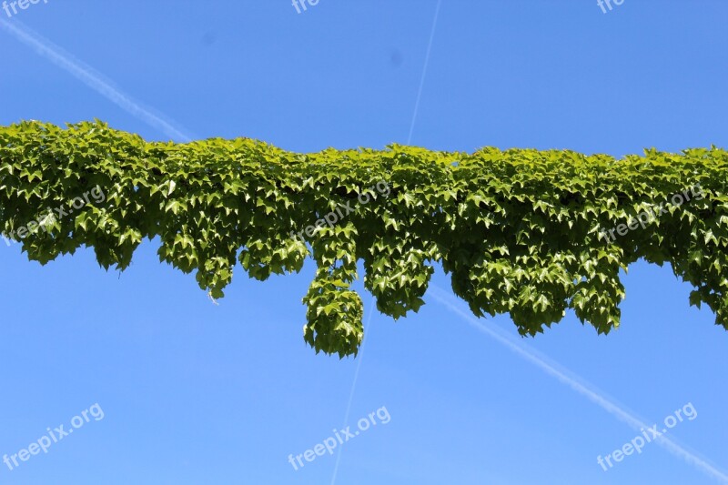 Ivy Creepers Plants Sky Green