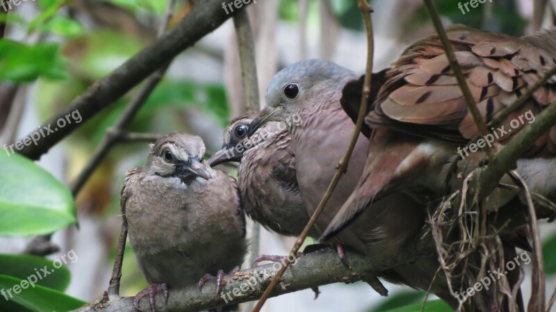 Ave Turtledove Rest Family Free Photos