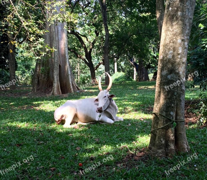 Park Sri Lanka Animal Whites Antlers