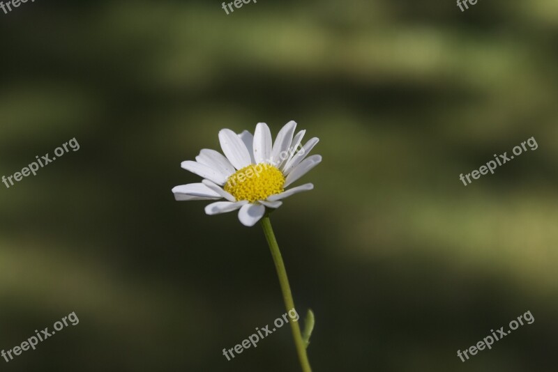 Flowers Daisy Garden Free Photos