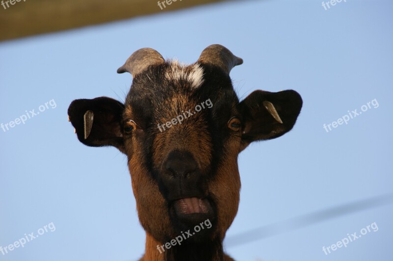 Funny Goat Billy Goat What You Guggst Goat Buck