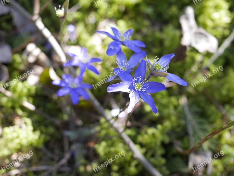 Hepatica Spring Pennywort Finnish Forest