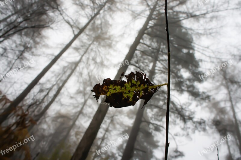 Leaf Forest Wood Nature Tree