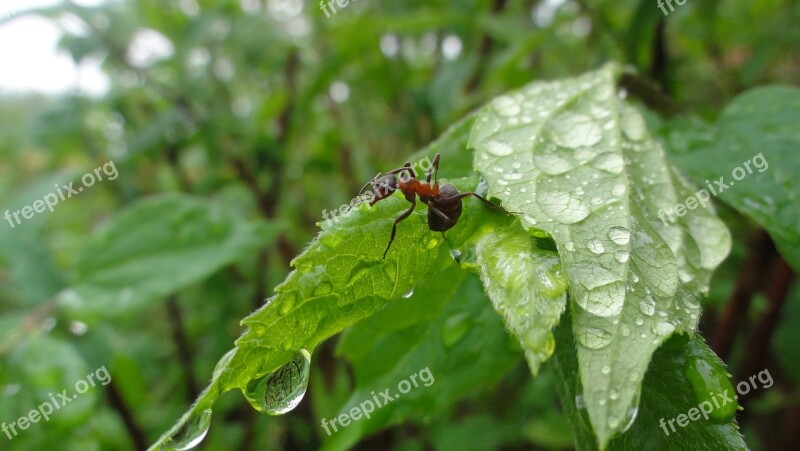 Ants Nature Water Foliage Insects