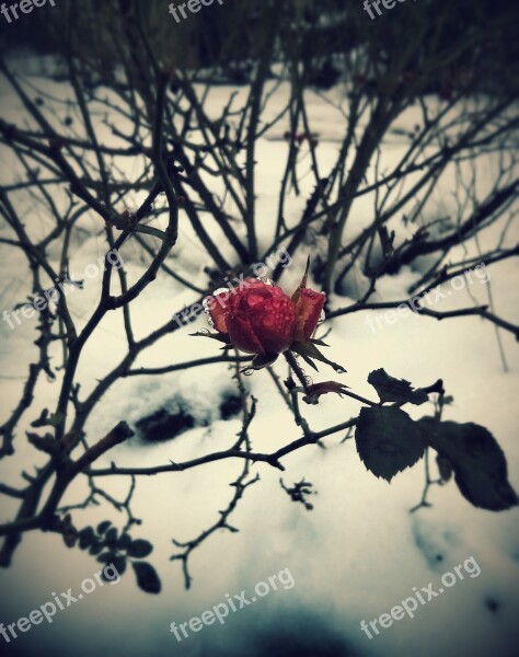 Wild Rose Winter Plant Nature Frost