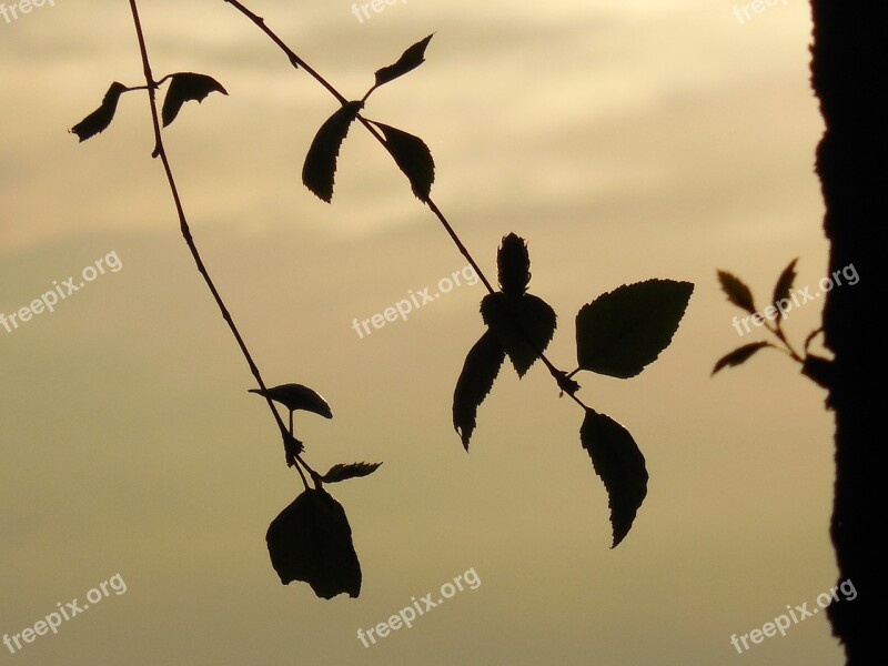 Season Outline Sun Leaves Tree