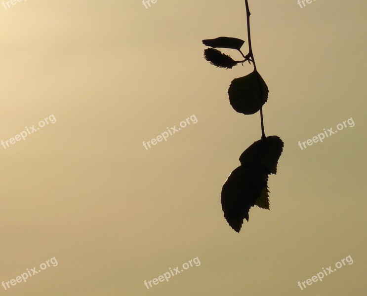 Nature Floral Season Sundown Leaves