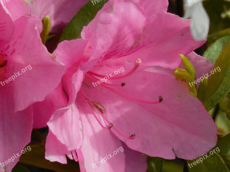 Azalea Bloom Spring Nature Blossom