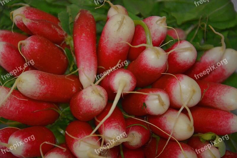 Radish Vegetables Garden Vitamins Vegetable Garden