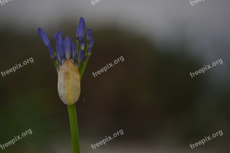 Hatching Flower Nature Blue Flora