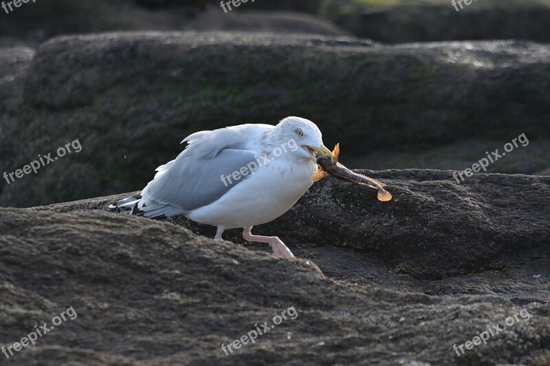 Seagull Bird Animal Sea Ocean