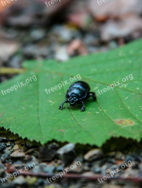 Dung Beetle Beetle Leaf Close Up Insect