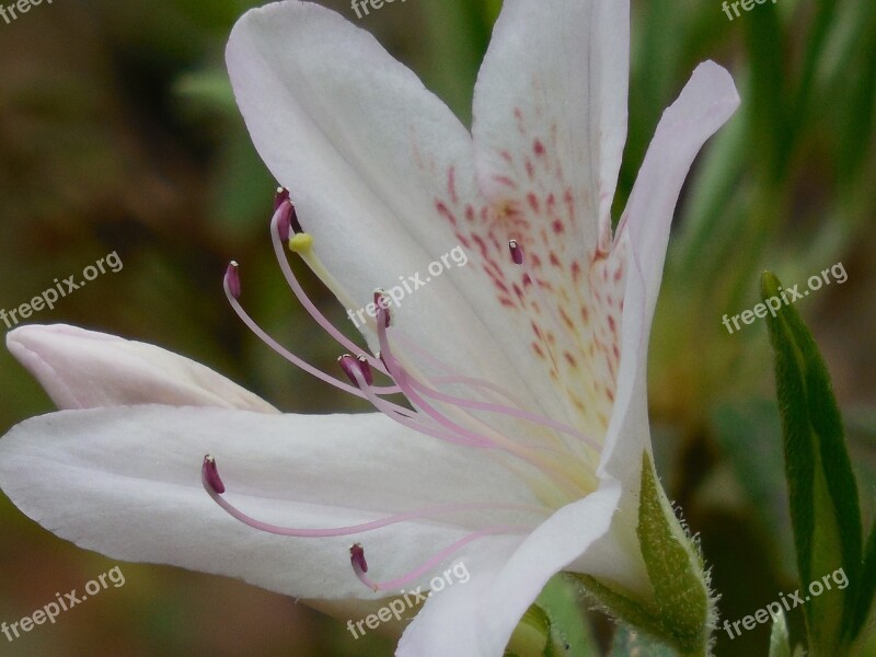 Azalea Bloom Pink Garden Green