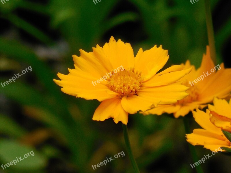 Flower Perennial Plant Green Spring