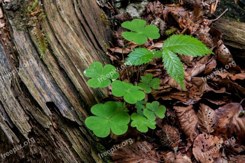 Klee Forest Floor Spring Four Leaf Clover Decay