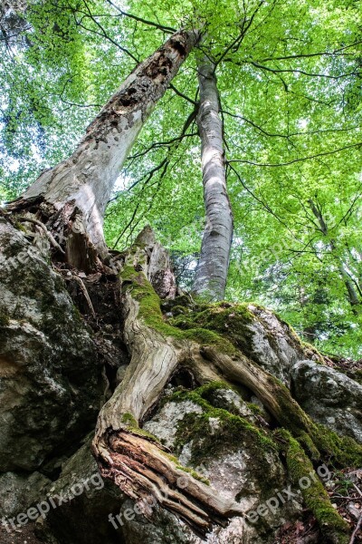 Deciduous Forest Trees Decay Nature Green