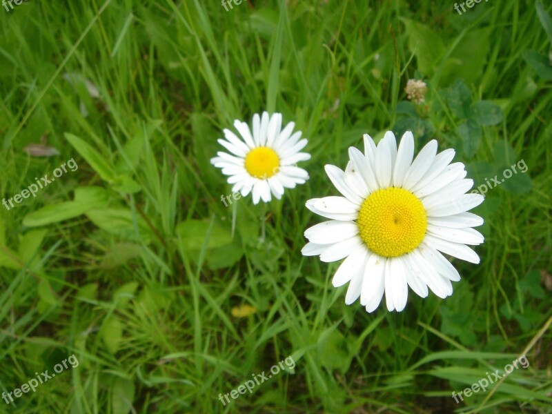 Daisy Flower Spring Nature Plant