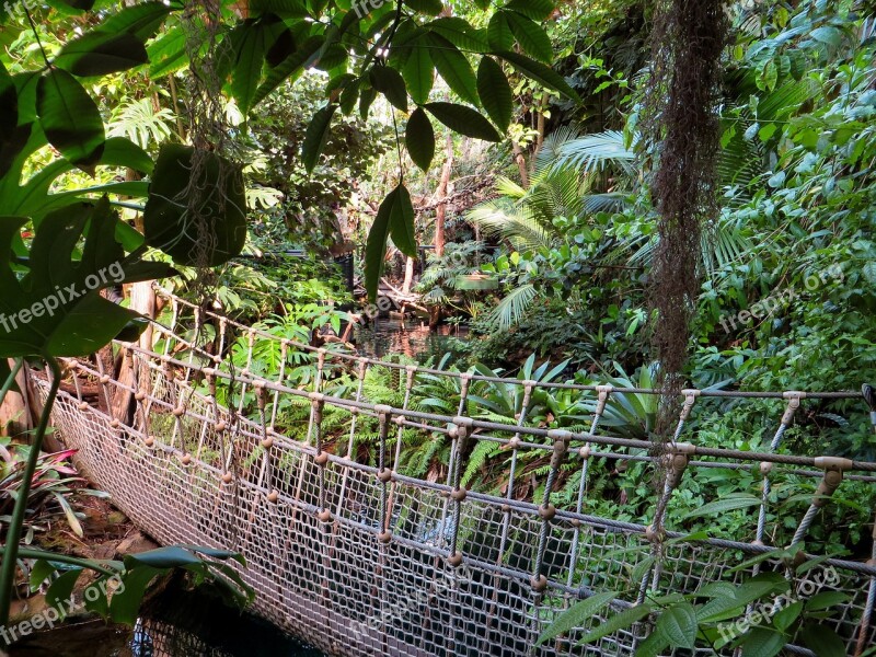 Jungle Suspension Bridge Plant Wilderness Run