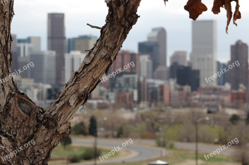 Tree City Urban Nature Skyline