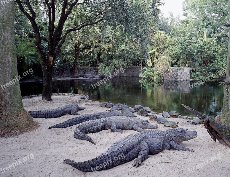 Alligators Sunning Resting Wildlife Nature