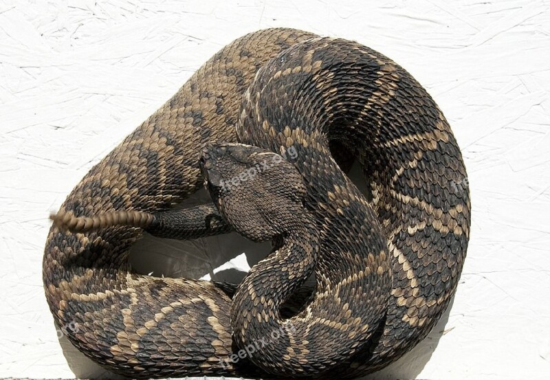 Rattlesnake Viper Reptile Venomous Poisonous