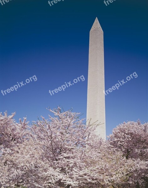 Washington Monument President Memorial Historical Cherry Trees