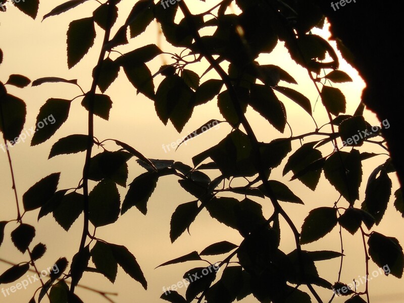 Branch Twigs Silhouette Nature Floral